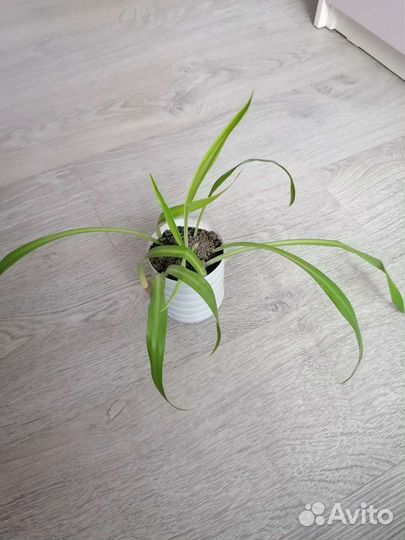 Хлорофитум