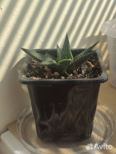 Хавортия Лимифолия