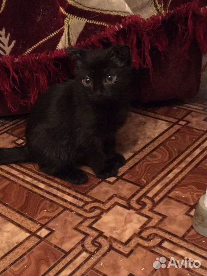 Котята