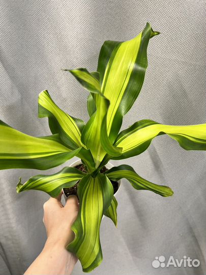 Комнатные цветы-драцена