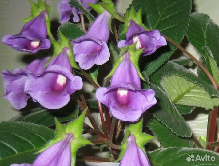 Комнатные цветы.Сансевиерия. Тидея. Финик