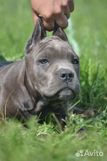 Шикарные щенки кане корсо