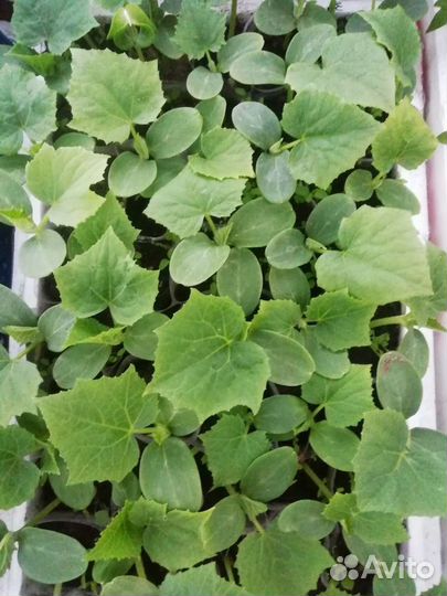 Рассада Огурцов