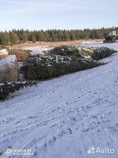 Ель крупномер 8,4 m