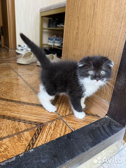 Вислоухие котята