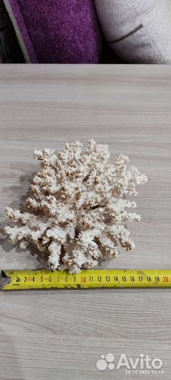 Коралл для аквариума