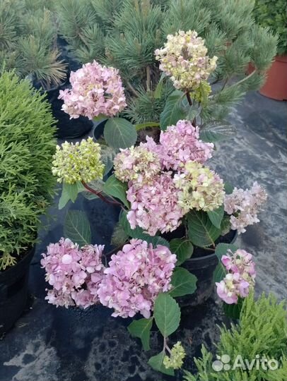 Садовые растения