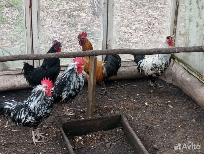 Чистопородные петухи на племя