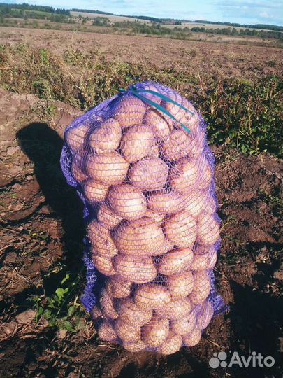 Картофель, капуста - овощи