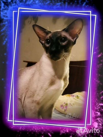 Ориентальная