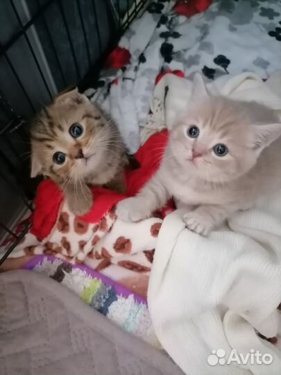 Шотландские