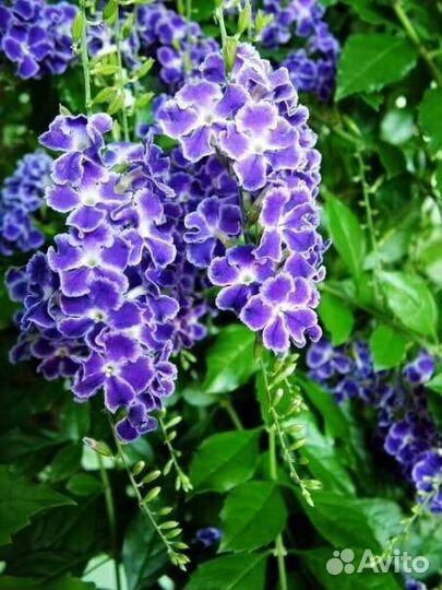 Дуранта цветы комнатные