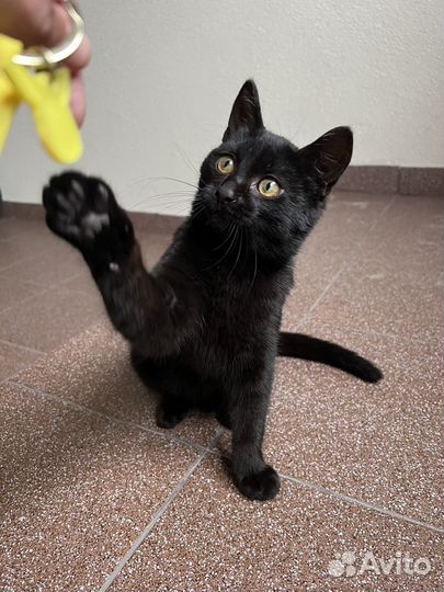 Котик бесплатно