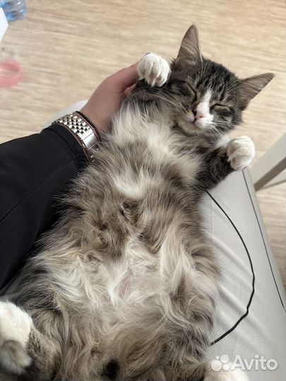 Найдена кошка