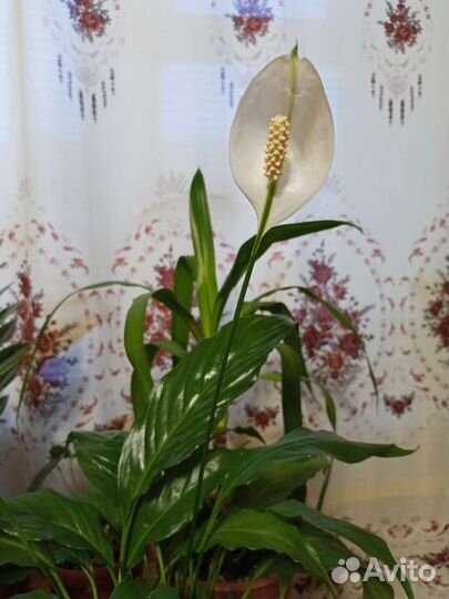 Спатифиллум