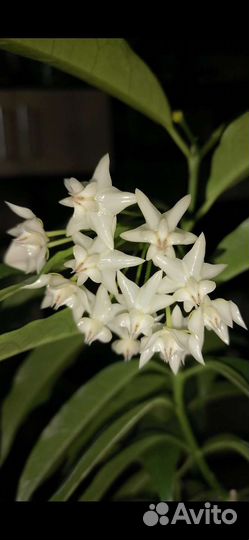 Хойя локки/ Hoya Lockii