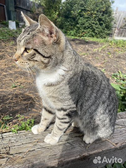 Кот в добрые руки