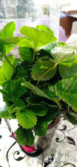 Рассада клубники в наличии