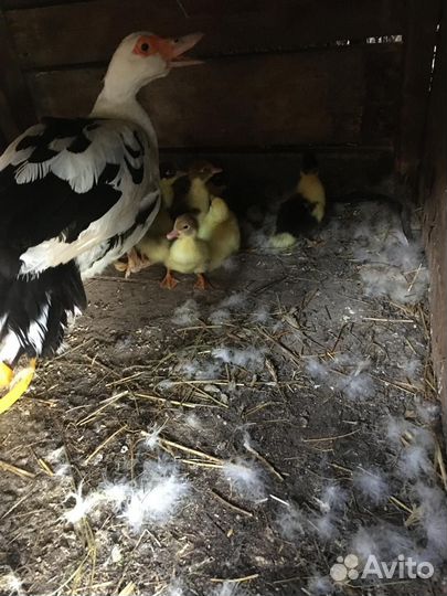 Мускусные утята