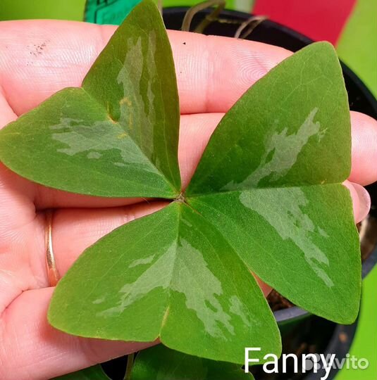 Кислица / Oxalis