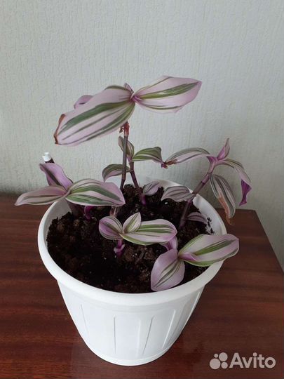 Традесканция, две расцветки