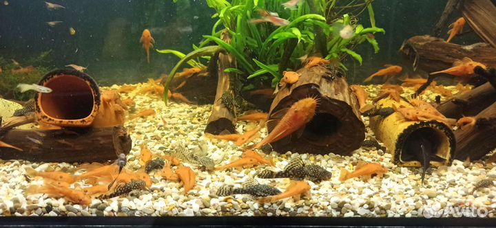 Коряги,анциструсы,улитки,tetra корм