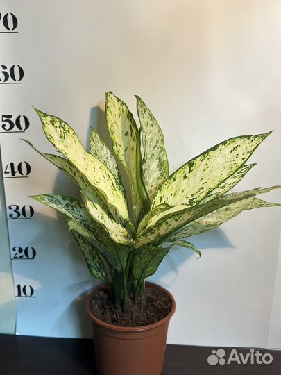 Диффенбахия