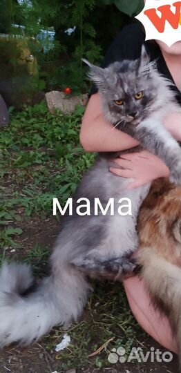 Котята мейн-кун