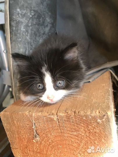 Котята 2 месяца