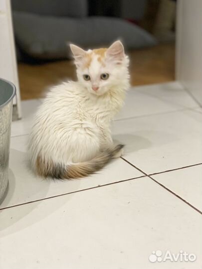 Котенок девочка