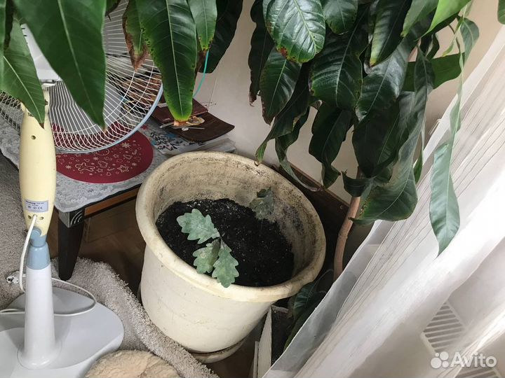 Огромный каменный горшок для растений