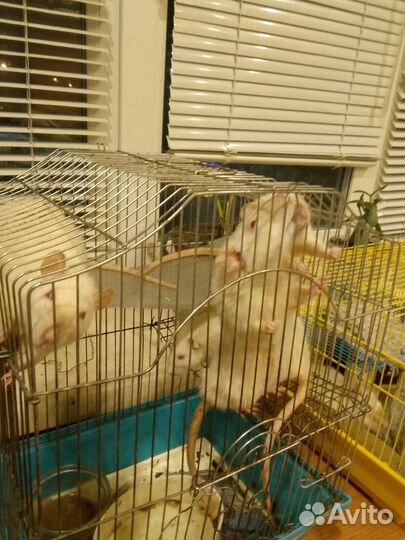 Декоративные крыски