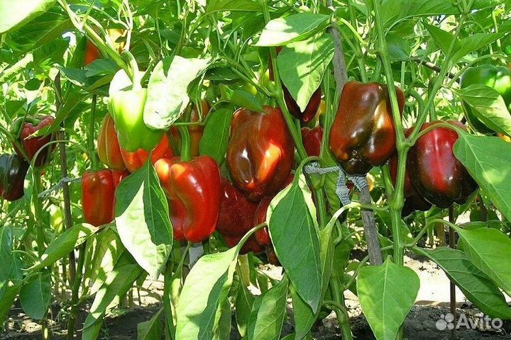 Продажа Рассады томатов и перца