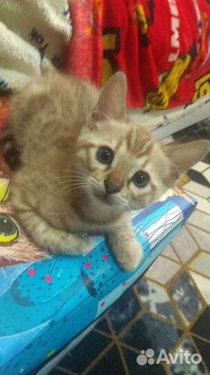 Котята бенгальской кошки