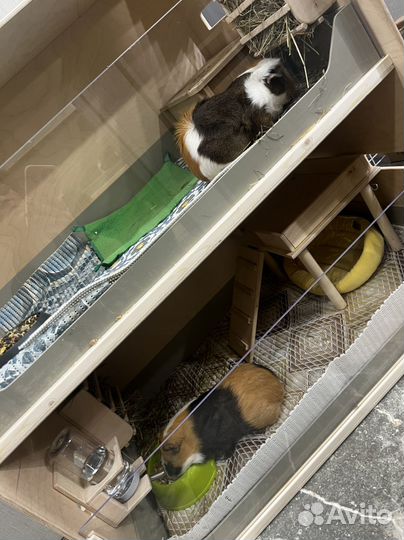 Стеллаж для морских свинок