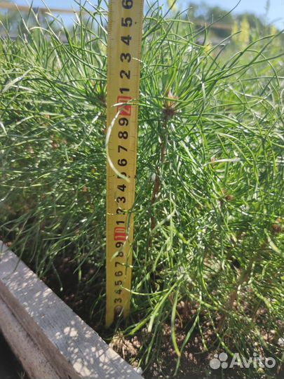 Сеянцы сосны обыкновенной зкс в розницу