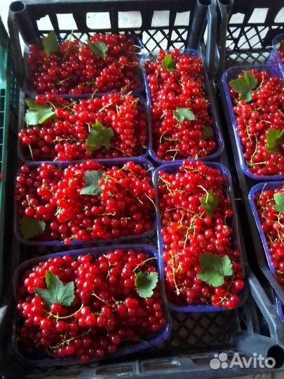 Красная смородина