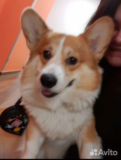 Выгул собак