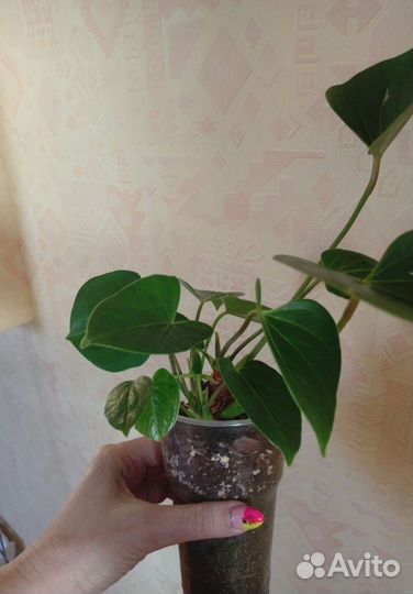 Антуриум Бэби Пурпл
