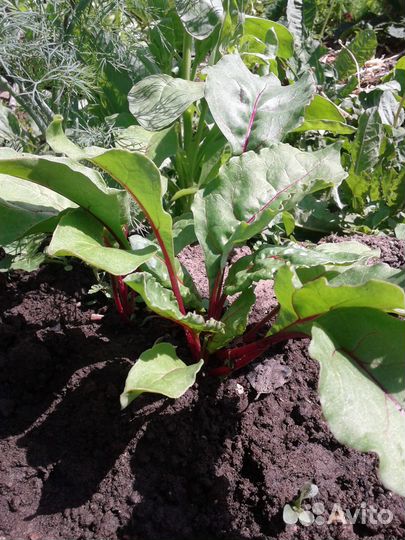 Рассада кабачка,свеклы,капусты,базилика