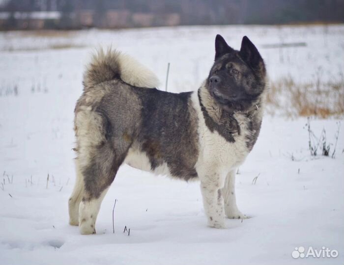Акита
