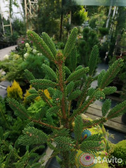 Ель канадская белая