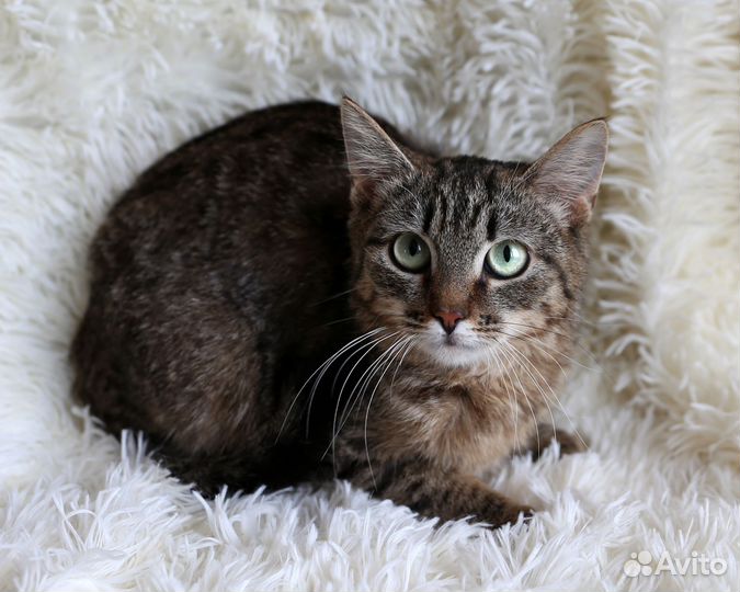 Кошечка ищет дом