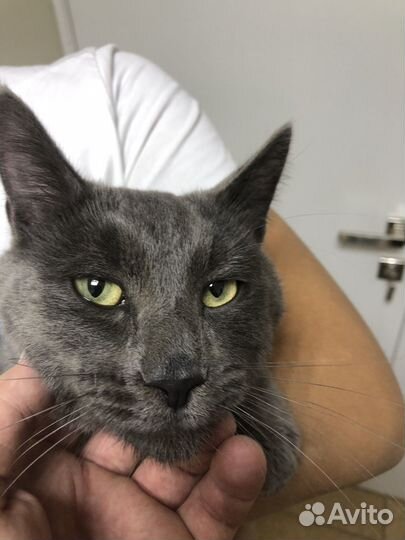 Кот в добрые руки