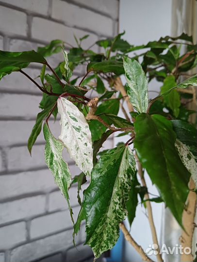 Гибискус Купера, гибискус махровый