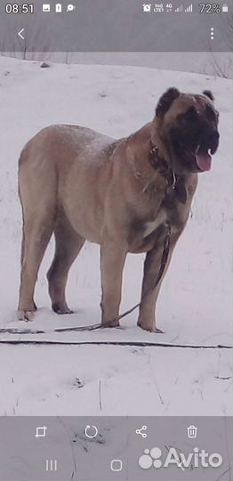 Турецкий кангал