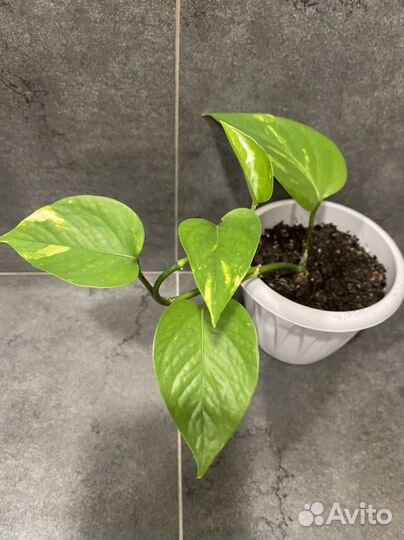 Сциндапсус или Эпипремнум золотистый вариегатный