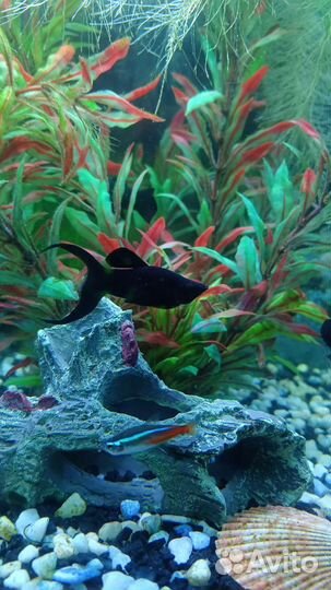 Аквариумные рыбки