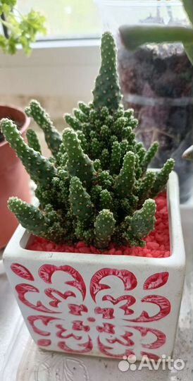 Кактусы и суккуленты