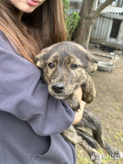 Щенки в добрые руки бесплатно